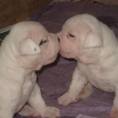 Amerikansk bulldog Kong Carnes Åse