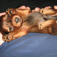 Dværggravhund Freja