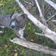 Amerikansk staffordshire terrier kingo