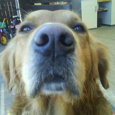 Golden retriever samson #DØD#