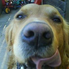 Golden retriever samson #DØD#