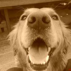 Golden retriever samson #DØD#