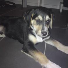 Blanding af racer Zhigo