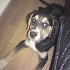 Blanding af racer Zhigo