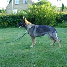 Schæferhund Pri-Wat Kassi