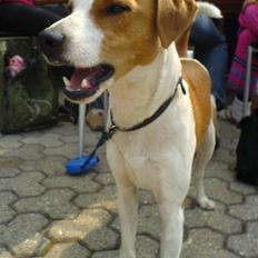 Dansk svensk gaardhund Nox