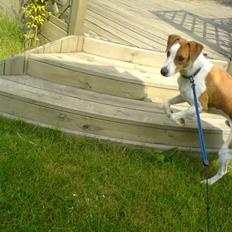 Dansk svensk gaardhund Nox