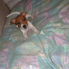 Jack russell terrier Dior