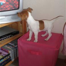 Jack russell terrier Dior