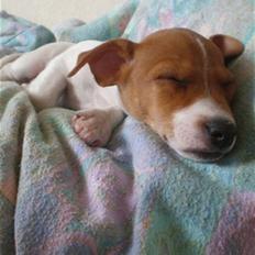 Jack russell terrier Dior