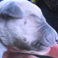 Whippet  	Aisha Nanu of Egypt