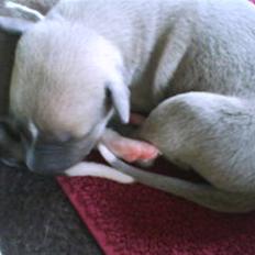 Whippet  	Aisha Nanu of Egypt