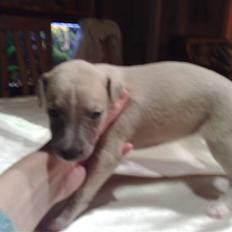 Whippet  	Aisha Nanu of Egypt