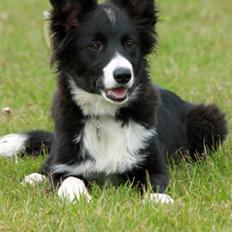 Border collie be my magtic (makker)