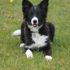 Border collie be my magtic (makker)