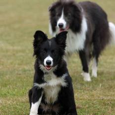 Border collie be my magtic (makker)
