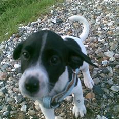 Blanding af racer Spencer