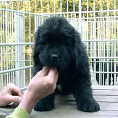 Newfoundlænder R.I.P "Nellie"