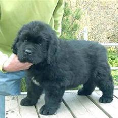 Newfoundlænder R.I.P "Nellie"