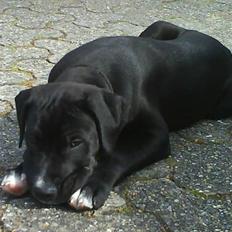 Blanding af racer Dexter