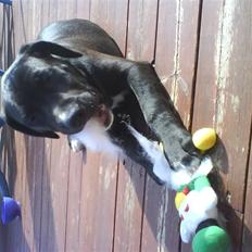 Blanding af racer Dexter