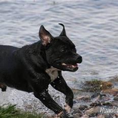 Staffordshire bull terrier Cody