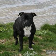 Staffordshire bull terrier Cody
