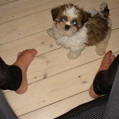 Shih tzu Champ