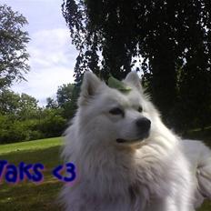 Samojedhund Vaks <3