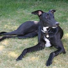Greyhound Emma R.I.P. 2011