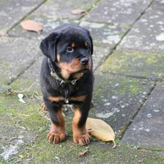 Rottweiler Esther