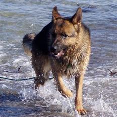 Schæferhund Møgelvang's Sasko