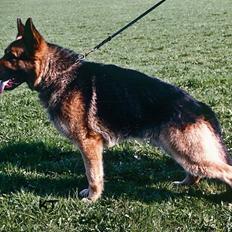 Schæferhund Møgelvang's Sasko