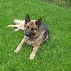 Schæferhund Møgelvang's Sasko