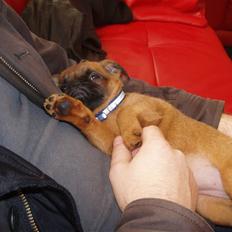 Griffon petit brabancon Pixi