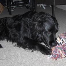 Blanding af racer Charlie