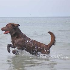 Labrador retriever Chiggo