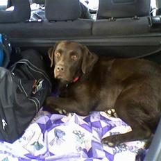 Labrador retriever Chiggo