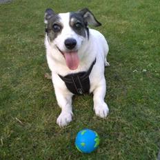 Blanding af racer Oscar