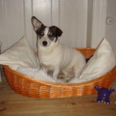 Blanding af racer Oscar