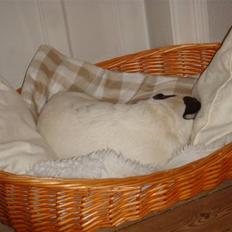 Blanding af racer Oscar