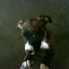 Amerikansk staffordshire terrier Destiny