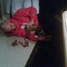 Amerikansk staffordshire terrier Destiny