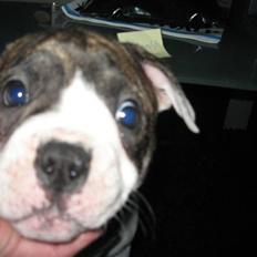 Amerikansk bulldog Jamie