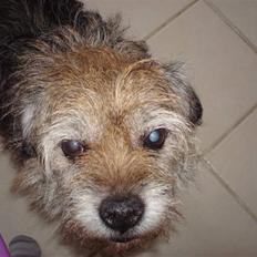 Border terrier Fox Forest Little Hattiwhati