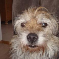 Border terrier Fox Forest Little Hattiwhati