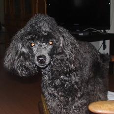 Toypuddel Kikilikis Kleopatra The G