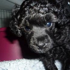 Toypuddel Kikilikis Kleopatra The G