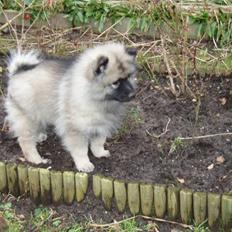 Keeshond Kees my Lovely Marissa