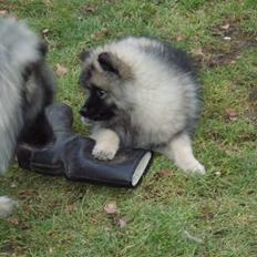 Keeshond Kees my Lovely Marissa